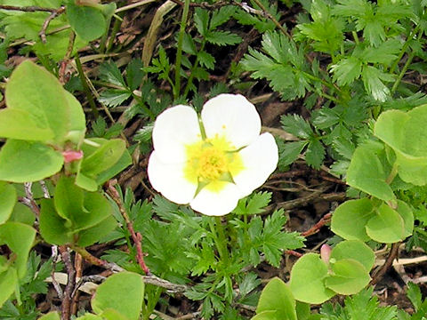 Geum pentapetalum