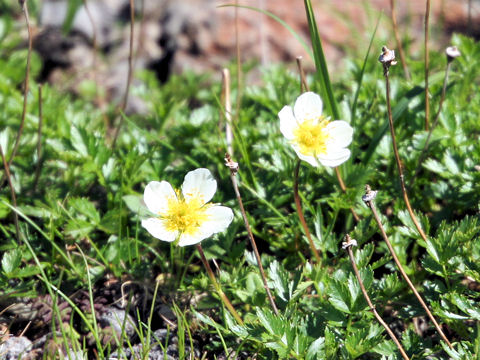 Geum pentapetalum