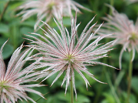 Geum pentapetalum