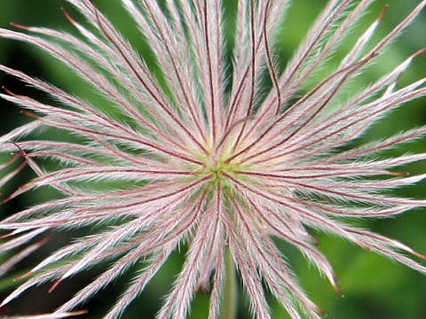 Geum pentapetalum