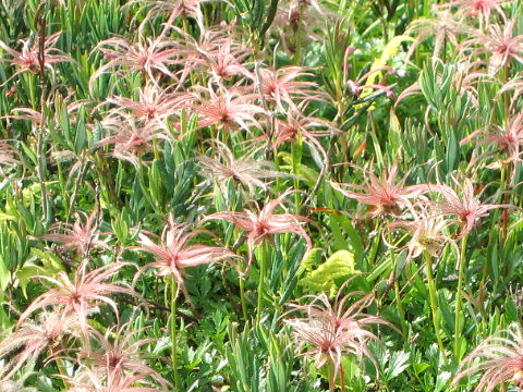 Geum pentapetalum