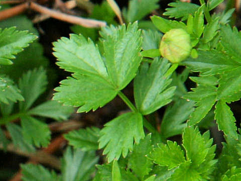 Geum pentapetalum