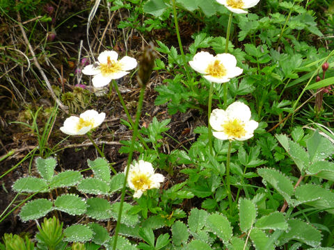 Geum pentapetalum