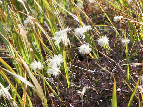 Geum pentapetalum