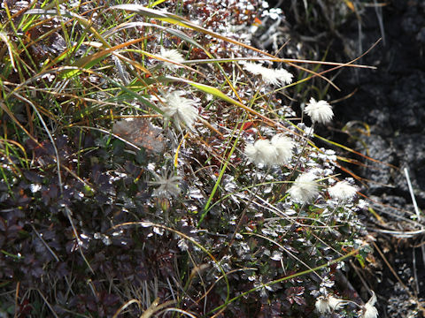 Geum pentapetalum