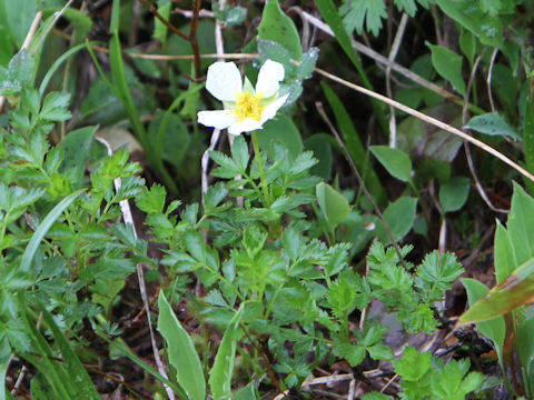 Geum pentapetalum