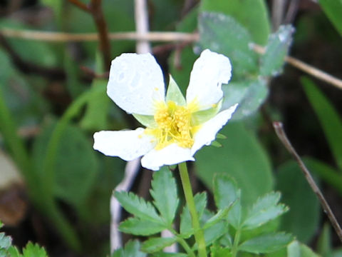 Geum pentapetalum