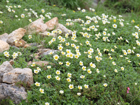 Geum pentapetalum