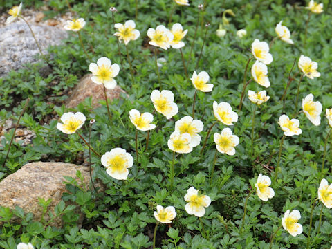 Geum pentapetalum