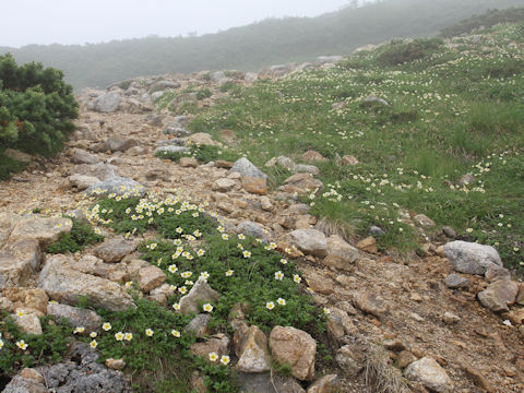 Geum pentapetalum