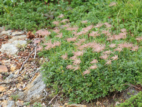 Geum pentapetalum