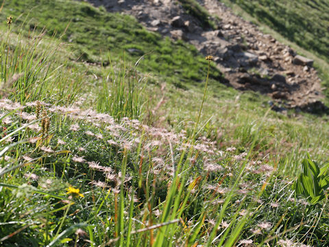 Geum pentapetalum