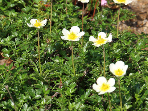 Geum pentapetalum