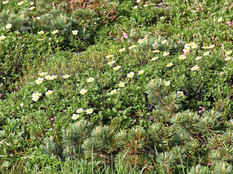 Geum pentapetalum