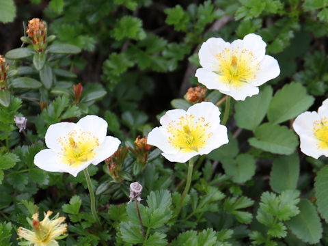 Geum pentapetalum