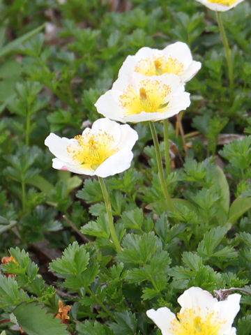 Geum pentapetalum