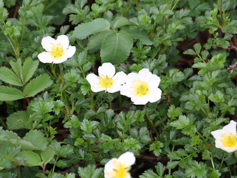 Geum pentapetalum