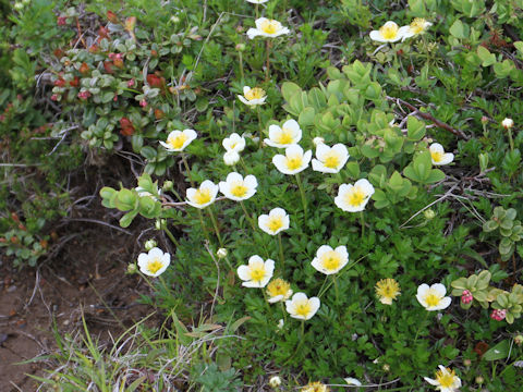 Geum pentapetalum