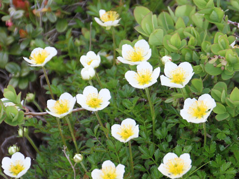 Geum pentapetalum