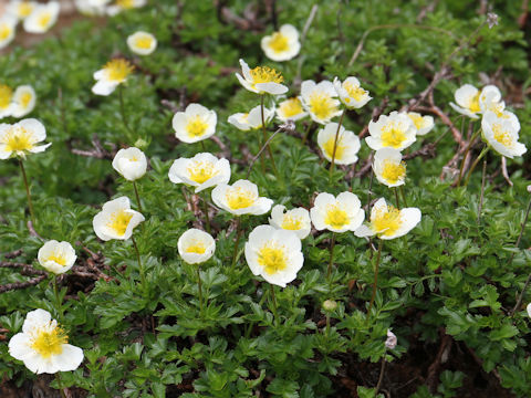 Geum pentapetalum