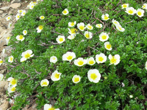 Geum pentapetalum