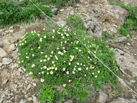 Geum pentapetalum