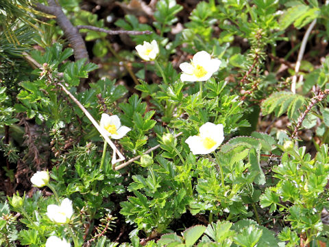 Geum pentapetalum