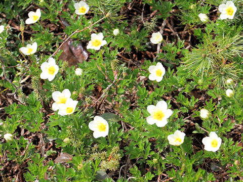 Geum pentapetalum