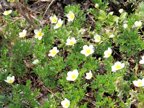 Geum pentapetalum