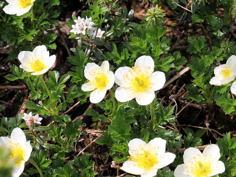 Geum pentapetalum