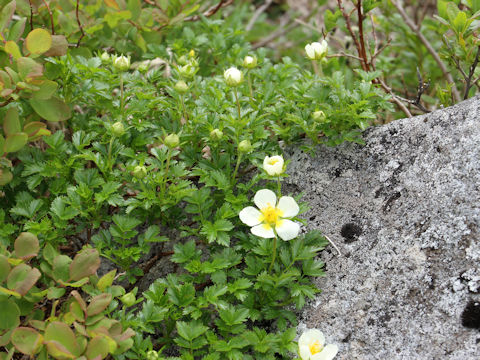 Geum pentapetalum