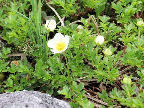 Geum pentapetalum