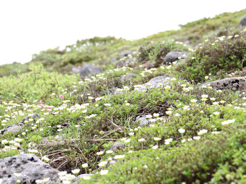 Geum pentapetalum