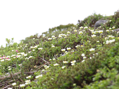 Geum pentapetalum