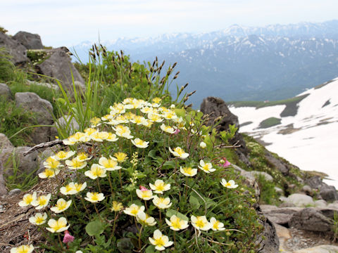 Geum pentapetalum