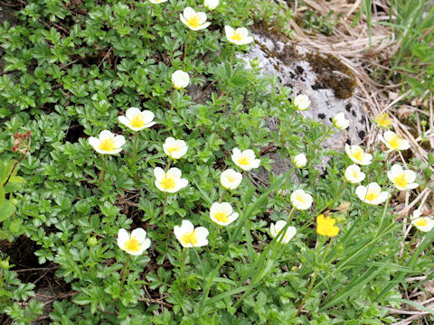 Geum pentapetalum