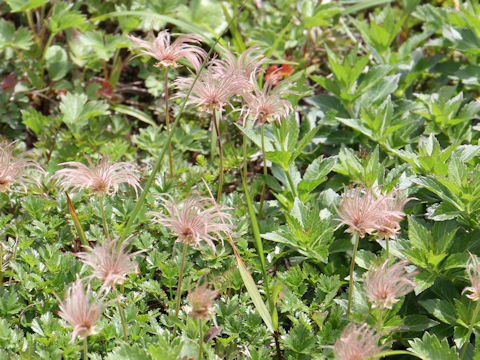 Geum pentapetalum