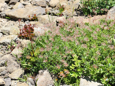 Geum pentapetalum