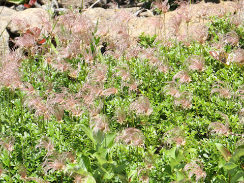 Geum pentapetalum