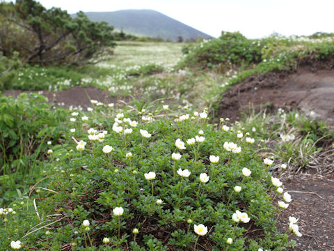 Geum pentapetalum