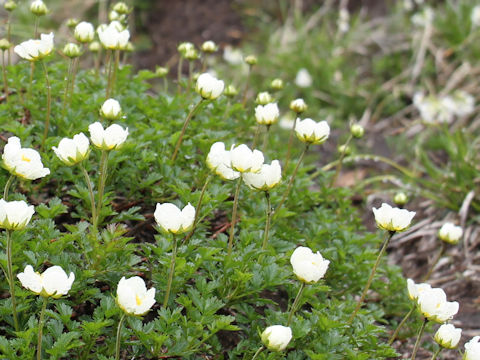 Geum pentapetalum