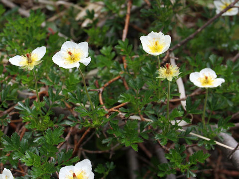 Geum pentapetalum