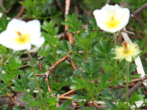 Geum pentapetalum