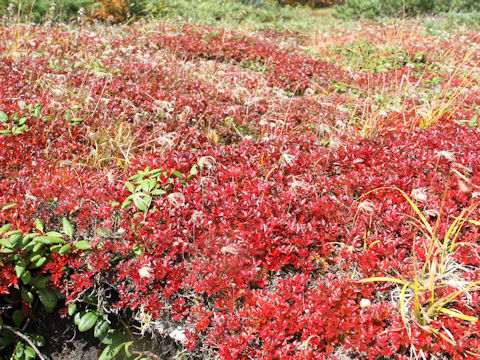 Geum pentapetalum