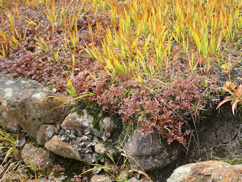 Geum pentapetalum