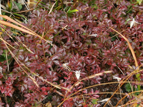 Geum pentapetalum