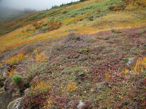 Geum pentapetalum