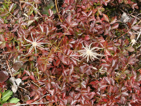 Geum pentapetalum