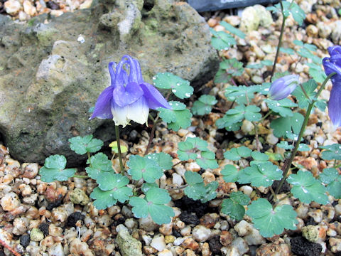 Aquilegia sp.