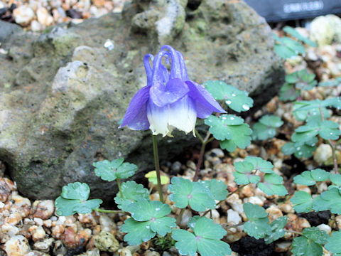 Aquilegia sp.